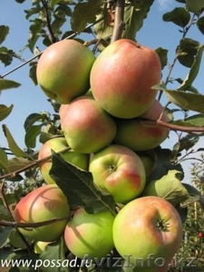 Яблоки зимние( Синап орловский и северный) #955296