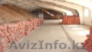 Продам картофель и лук репчатый. Урожай 2013 года,  оптом и в розницу #961623