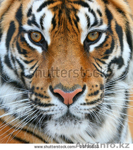 обои с любым изображение по размерам ваших стен на заказ #956561