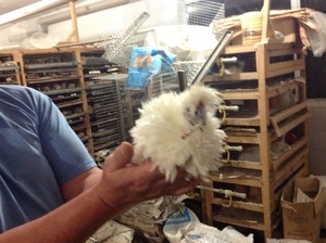 перепела японские #983333