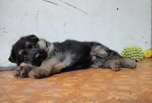 Продаются щенки немецкой овчарки с родословной #968829