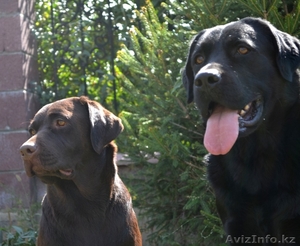 Продам щенков лабрадора ретривера шоколадного и черного цвета #969640