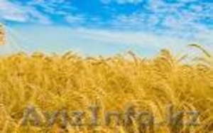 Продам пшеницу и фураж #415448