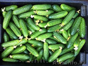 Компания Green House #983858