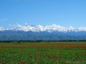 Земельное угодье #984632