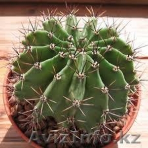 кактус эхинопсис #968494