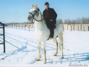 Мы ПРОДАЕМ лошади специально обучены к игре 