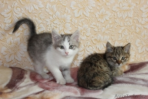 Очаровательные домашние котята (красивый окрас,  много фото внутри)  #976441