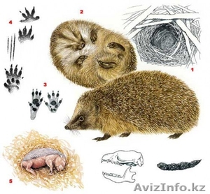 Куплю ежик для маленькой девочки,  срочно #968519