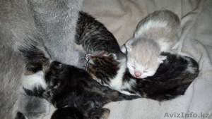 Мраморные плюшевые британские котята редких окрасов #973467