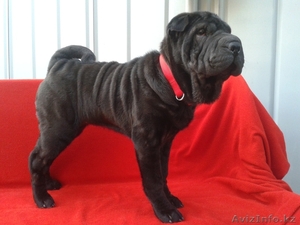 Шарпей-идеальная собака-компаньон! #984205