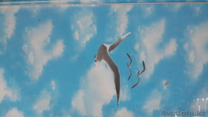 продается пластик для потолка 4 и 6 м оптом   тел.+7 701 552 3858 701 #981997