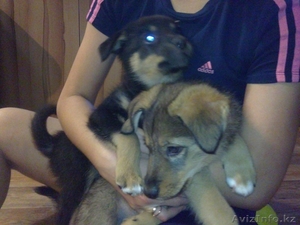 отдадим в хорошие руки!!! #983064