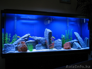 Аквариумы в Алматы !!! #980716