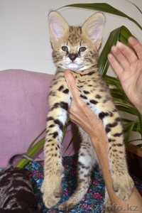 котята саванны Ф-1 ручные чистокровные #976105