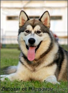 Продам щенков Аляскинского маламута #978612