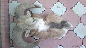 чучело. Голова архара #981403