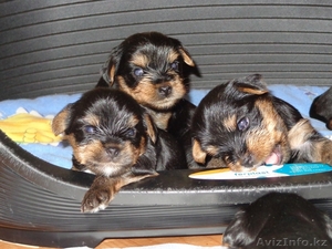Готовятся к продаже щенки йоркширского терьера #984666