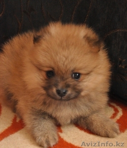 Немецкий шпиц от титулированых родителей #978784