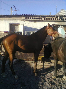 Продаю жеребца ахалтекинец #976051