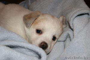 Малышка ищет дом!!!Нужны заботливые и любящие хозяева для щенка #976669