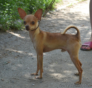 Продам щенков той-терьера #975121