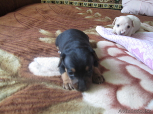 Продам щенков Американского Той-терьера  #982761