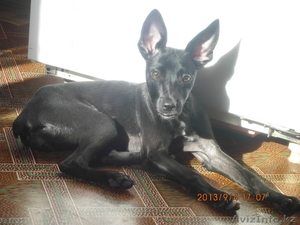 собака карликовый пинчер #974743