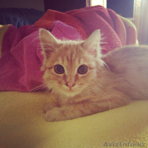 Отдадим котека в добрые руки #974907