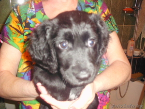 Продам сучку русского спаниеля #983800