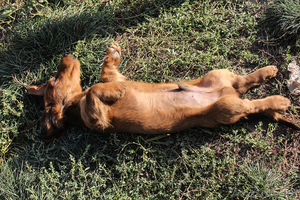 Щенок длинношерстной таксы #968631