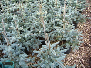 Голубая ель от 60 см до 180 см #976792