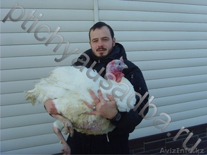 Канадские индюшата (до 30 кг мясом) #977773