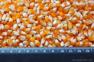 зерно для попкорна #977978