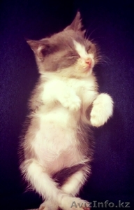 Милая котейка ищет себе новый дом! #975253