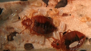 100% средсвто от клопов! #971236