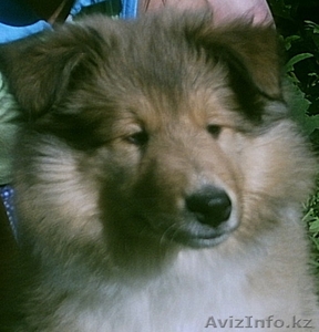 Колли щенки в Алматы без родословной #983319