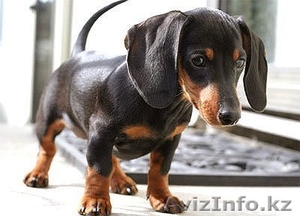 Продажа шенков Такс #983954