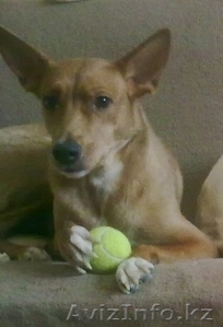 Отдам собаку в хорошие руки безвозмездно #972792