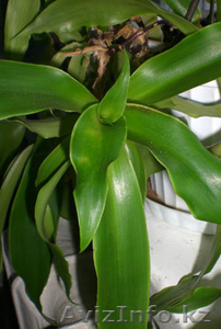 золотой ус-лечебно-декоративное растение #968497