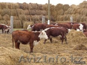 телята 100 голов подсосные (бычки) #997490
