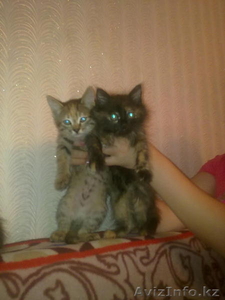 отдам котят БЕСПЛАТНО #988226