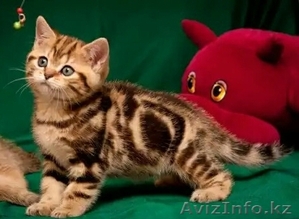 Шотландские вислоухие и прямоухие котята драгоценных окрасов. #995385