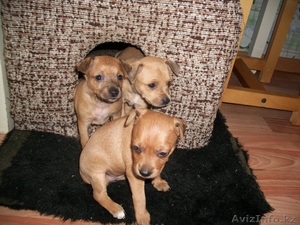 продам шенков той-терьера #986806