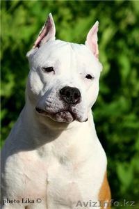 Детишки ам.стафф терьера от чемпионов #939027