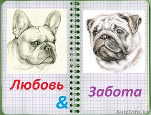 Возьму/куплю французского бульдога или мопса. #996802