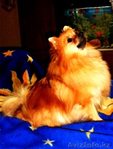 продам малого немецкого шпица #991749