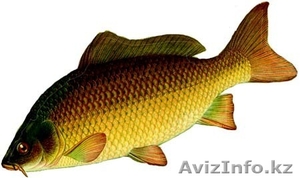 Оптом Свежемороженого Сазана #998758