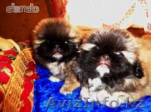 щенки пекинеса на продажу #991758