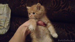 Отдам в заботливые руки котенка!!! #995390